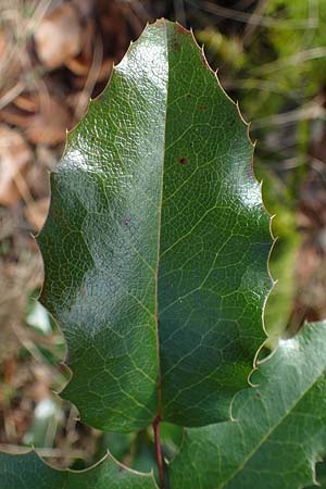 Mahonia aquifolium \ Gew�hnliche Mahonie / Shining Oregon Grape, Tall Oregon Grape, D Mannheim 9.2.2022
