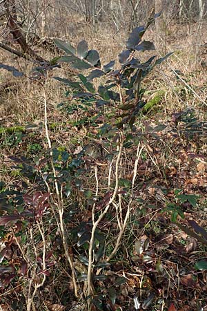 Mahonia aquifolium \ Gew�hnliche Mahonie / Shining Oregon Grape, Tall Oregon Grape, D Mannheim 9.2.2022