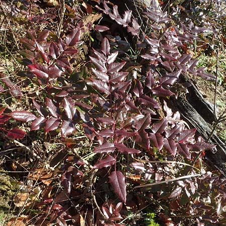 Mahonia x wagneri \ Wagners Mahonie / Wagner's Oregon Grape, D Viernheim 9.2.2022