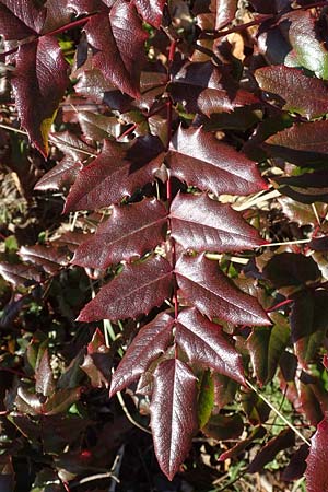 Mahonia x wagneri \ Wagners Mahonie / Wagner's Oregon Grape, D Viernheim 9.2.2022