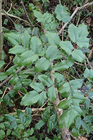 Mahonia aquifolium \ Gew�hnliche Mahonie / Shining Oregon Grape, Tall Oregon Grape, D Alsbach 12.2.2022