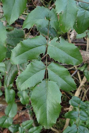 Mahonia aquifolium \ Gew�hnliche Mahonie / Shining Oregon Grape, Tall Oregon Grape, D Alsbach 12.2.2022