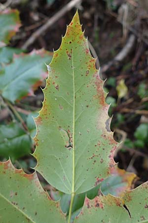 Mahonia aquifolium \ Gew�hnliche Mahonie / Shining Oregon Grape, Tall Oregon Grape, D Alsbach 12.2.2022
