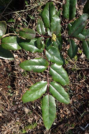 Mahonia aquifolium \ Gew�hnliche Mahonie / Shining Oregon Grape, Tall Oregon Grape, D Mannheim 13.2.2022
