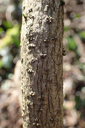 Mahonia aquifolium \ Gew�hnliche Mahonie / Shining Oregon Grape, Tall Oregon Grape, D Mannheim 13.2.2022