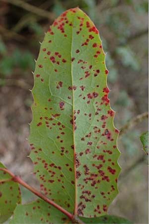 Mahonia aquifolium \ Gew�hnliche Mahonie / Shining Oregon Grape, Tall Oregon Grape, D Viernheim 22.2.2022