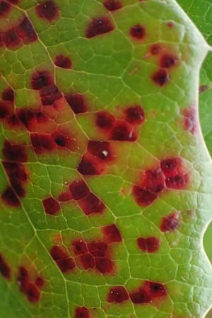 Mahonia aquifolium \ Gew�hnliche Mahonie / Shining Oregon Grape, Tall Oregon Grape, D Viernheim 22.2.2022