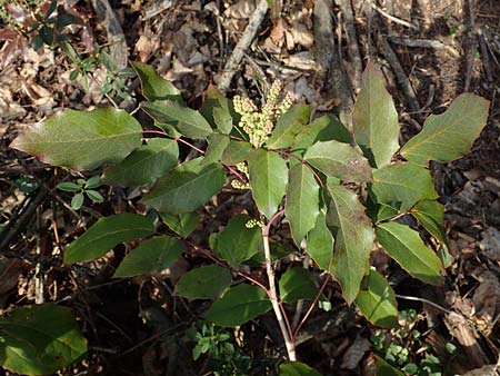 Mahonia aquifolium \ Gew�hnliche Mahonie / Shining Oregon Grape, Tall Oregon Grape, D Mannheim 1.3.2022