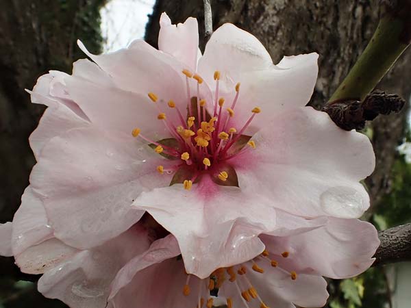 Prunus dulcis \ Mandel / Almond, D Freinsheim 16.3.2022