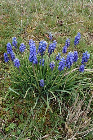 Muscari armeniacum, Armenian Grape Hyacinth