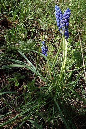 Muscari aucheri \ Auchers Traubenhyazinthe / Aucher-Eloy Grape Hyacinth, D Wagh&auml;usel-Kirrlach 9.4.2022