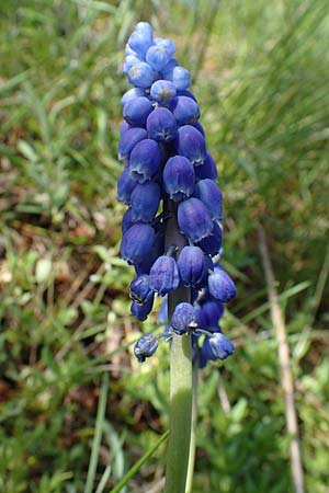 Muscari aucheri \ Auchers Traubenhyazinthe / Aucher-Eloy Grape Hyacinth, D Wagh&auml;usel-Kirrlach 9.4.2022