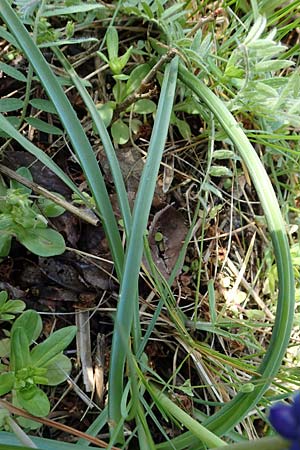 Muscari aucheri \ Auchers Traubenhyazinthe / Aucher-Eloy Grape Hyacinth, D Wagh&auml;usel-Kirrlach 9.4.2022