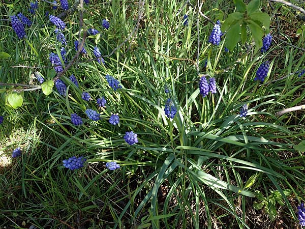 Muscari aucheri \ Auchers Traubenhyazinthe / Aucher-Eloy Grape Hyacinth, D Wagh&auml;usel-Kirrlach 9.4.2022