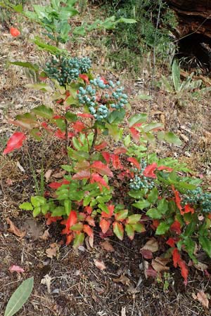 Mahonia x wagneri \ Wagners Mahonie / Wagner's Oregon Grape, D Viernheim 21.5.2022