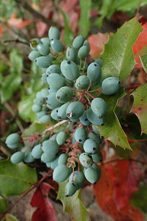 Mahonia x wagneri \ Wagners Mahonie / Wagner's Oregon Grape, D Viernheim 21.5.2022