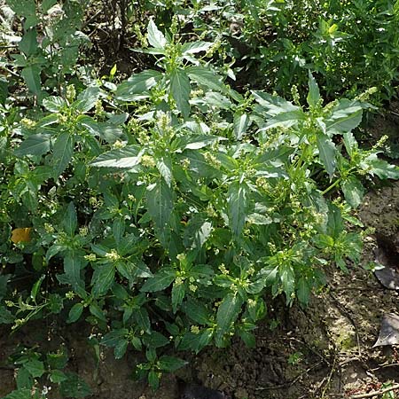 Mercurialis annua \ Einj�hriges Bingelkraut / Annual Mercury, D Mannheim 22.10.2022