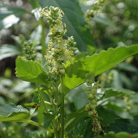 Mercurialis annua \ Einj�hriges Bingelkraut / Annual Mercury, D Mannheim 22.10.2022