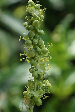 Mercurialis annua \ Einj�hriges Bingelkraut / Annual Mercury, D Mannheim 22.10.2022