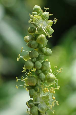 Mercurialis annua \ Einj�hriges Bingelkraut / Annual Mercury, D Mannheim 22.10.2022