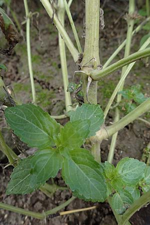 Mercurialis annua \ Einj�hriges Bingelkraut / Annual Mercury, D Mannheim 22.10.2022