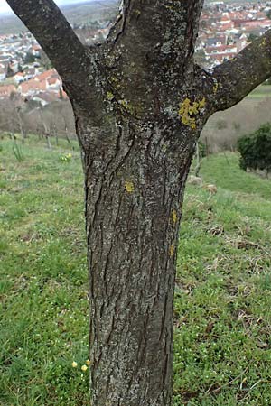 Prunus dulcis \ Mandel / Almond, D Wachenheim 25.2.2024