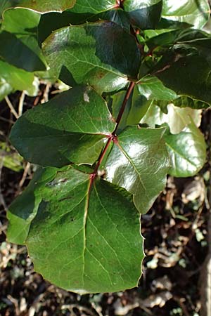 Mahonia aquifolium \ Gew�hnliche Mahonie / Shining Oregon Grape, Tall Oregon Grape, D Altlu&szlig;heim 7.2.2026