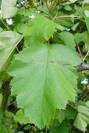 Sorbus latifolia s.l. \ Breitbl&auml;ttrige Mehlbeere / Broad-Leaved European Mountain-Ash, D Bensheim 6.5.2015