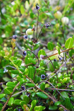 Vaccinium oxycoccos \ Gew�hnliche Moosbeere / Common Cranberry, D Leutkirch 10.7.2015