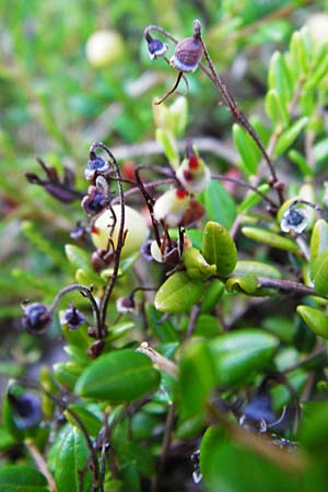 Vaccinium oxycoccos \ Gew�hnliche Moosbeere / Common Cranberry, D Leutkirch 10.7.2015
