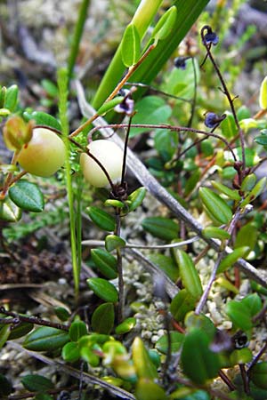 Vaccinium oxycoccos \ Gew�hnliche Moosbeere / Common Cranberry, D Leutkirch 10.7.2015