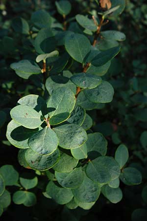 Vaccinium uliginosum \ Gew�hnliche Moorbeere / Bog Bilberry, D Leutkirch 10.7.2015