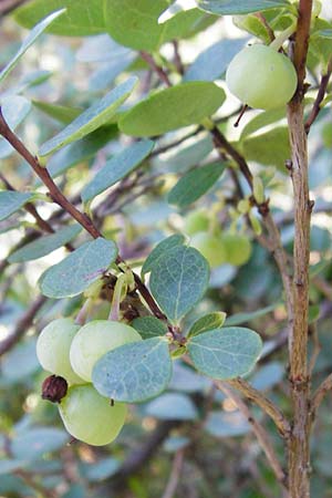 Vaccinium uliginosum \ Gew�hnliche Moorbeere / Bog Bilberry, D Leutkirch 10.7.2015