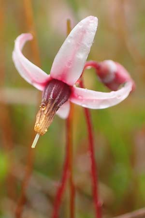 Vaccinium oxycoccos \ Gew�hnliche Moosbeere / Common Cranberry, D Pfronten 9.6.2016