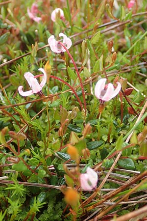 Vaccinium oxycoccos \ Gew�hnliche Moosbeere / Common Cranberry, D Pfronten 9.6.2016