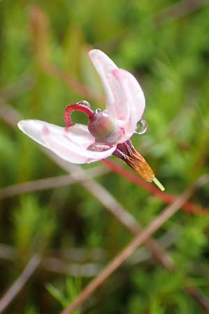 Vaccinium oxycoccos \ Gew�hnliche Moosbeere / Common Cranberry, D Pfronten 9.6.2016