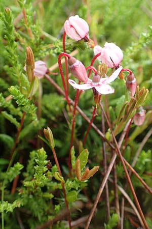 Vaccinium oxycoccos \ Gew�hnliche Moosbeere / Common Cranberry, D Pfronten 9.6.2016