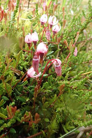Vaccinium oxycoccos \ Gew�hnliche Moosbeere / Common Cranberry, D Pfronten 9.6.2016