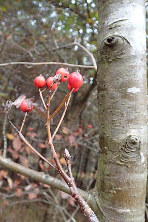 Sorbus aria \ Echte Mehlbeere / Whitebeam, D Hassloch 1.11.2016