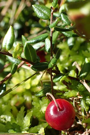Vaccinium oxycoccos \ Gew�hnliche Moosbeere / Common Cranberry, D Olfen 19.8.2017