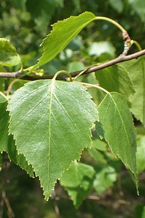 Betula pubescens \ Moor-Birke, Flaum-Birke / Downy Birch, D Odenwald, Grasellenbach 26.5.2019
