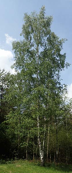 Betula pubescens \ Moor-Birke, Flaum-Birke / Downy Birch, D Odenwald, Grasellenbach 26.5.2019