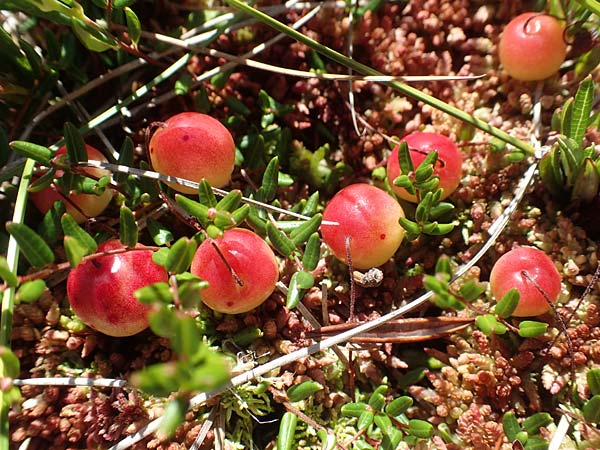 Vaccinium oxycoccos \ Gew�hnliche Moosbeere / Common Cranberry, D Schwarzwald/Black-Forest, Hornisgrinde 3.9.2019