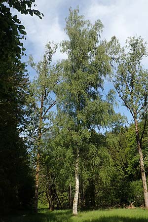 Betula pubescens \ Moor-Birke, Flaum-Birke / Downy Birch, D Odenwald, Grasellenbach 17.5.2020
