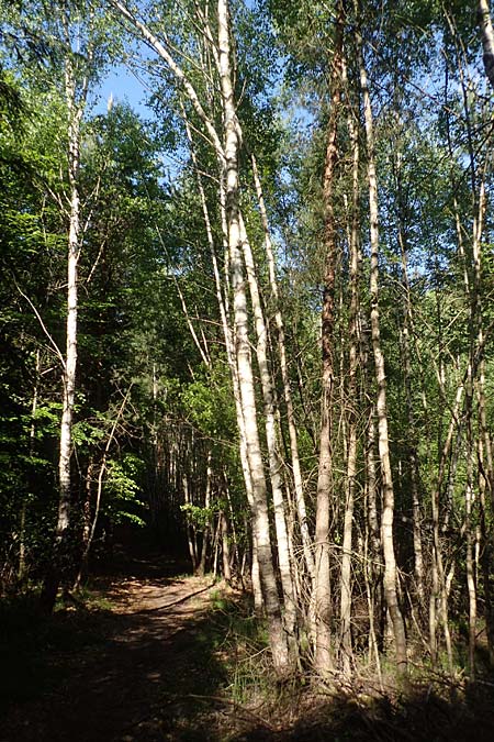 Betula pubescens \ Moor-Birke, Flaum-Birke / Downy Birch, D Odenwald, Grasellenbach 17.5.2020