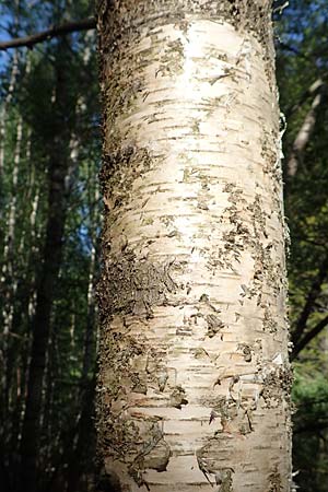 Betula pubescens \ Moor-Birke, Flaum-Birke / Downy Birch, D Odenwald, Grasellenbach 17.5.2020
