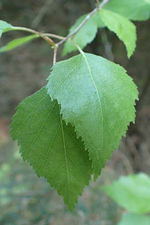 Betula pubescens \ Moor-Birke, Flaum-Birke / Downy Birch, D Odenwald, Grasellenbach 17.5.2020