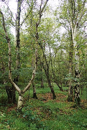 Betula pubescens \ Moor-Birke, Flaum-Birke / Downy Birch, D Neum&uuml;nster, Dosenmoor 16.9.2021