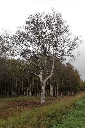 Betula pubescens \ Moor-Birke, Flaum-Birke / Downy Birch, D Neum&uuml;nster, Dosenmoor 16.9.2021