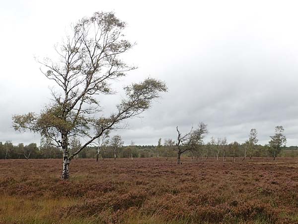 Betula pubescens \ Moor-Birke, Flaum-Birke / Downy Birch, D Neum&uuml;nster, Dosenmoor 16.9.2021
